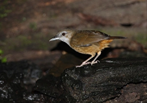 Bathing Prints: Abbott's Babbler (Malacocincla abbotti) adult