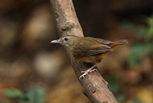 Abbott's Babbler (Malacocincla abbotti) adult, perched on branch, Kaeng Krachan N. P. Thailand, february
