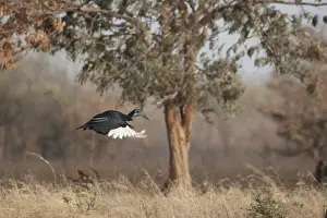 Abyssinian Ground Hornbill (Bucorvus abyssinicus) adult female, in flight, Gambia, February