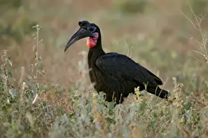 Horn Of Africa Prints: Abyssinian Ground Hornbill (Bucorvus abyssinicus) adult male