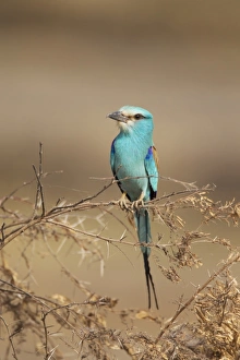 Abyssinian Roller (Coracias abyssinica) adult, perched on twigs, Gambia, February