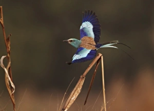Roller Prints: Abyssinian Roller (Coracias abyssinica) adult