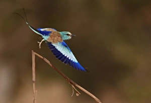 Abyssinian Roller (Coracias abyssinica) adult, in flight, taking off from cereal stem, Senegal, january