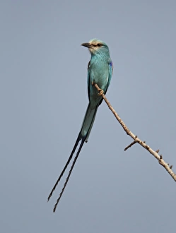 Abyssinian Roller (Coracias abyssinica) adult, perched on twig, Senegal, january