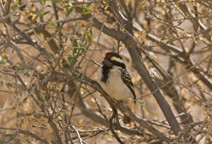 Acacia Pied Barbet (Tricholaema leucomelas) adult, perched in acacia tree, Kalahari Desert, Kalahari Gemsbok N. P