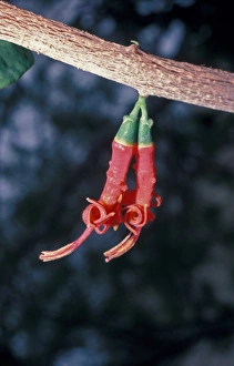 Parasites Prints: Acacia Strap Flower (Loranthus acaciae) flowering, Israel