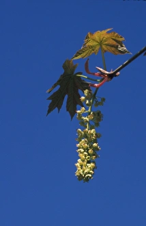 Ttree Prints: Acer glabrum Flower / May. Coastal NW California