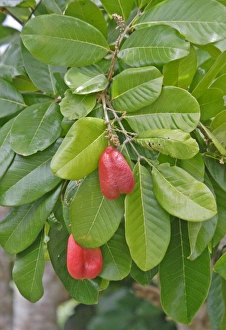 Jamaican Prints: Ackee (Blighia sapida) close-up of fruit and leaves, Freedom, Jamaica, march