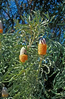 Ttree Prints: Acorn Banksia (Banksia prionotes) Flowering head / Australia