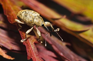 Winds Prints: Acorn Weevil (Curculio glandium) adult