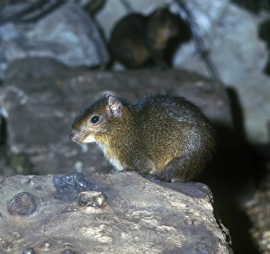 Rodent Prints: Acouchy (Myoprocta pratti) on wood London Zoo