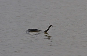 Swim Prints: This adder was observed at Minsmere swimming from East Hide across the scrape