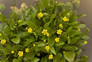 Sardinian Prints: Adders Tongue Spearwort (Ranunculus ophioglossifolius) flowering