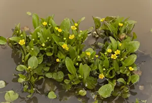 Adders Tongue Spearwort (Ranunculus ophioglossifolius) flowering, growing in standing water, Sardinia, Italy, April