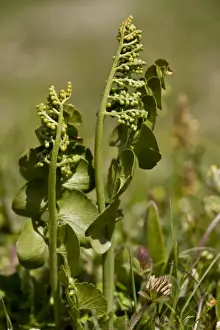 Fern Prints: Adderstongue Fern (Ophioglossum vulgatum) growing in grassland, Switzerland, june