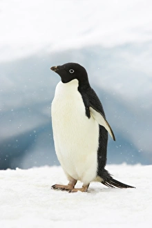 Penguin Prints: Adelie Penguin (Pygoscelis adeliae) adult