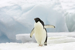 Adelie Penguin (Pygoscelis adeliae) adult, standing on iceberg in snowfall, Brown Bluff, Antarctic Peninsula, Antarctica