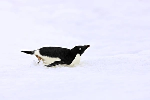 Adelie Penguin (Pygoscelis adeliae) adult, tobogganing on snow, Devil Island, Weddell Sea, Antarctica, November