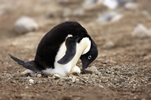 Adelie Penguin (Pygoscelis adeliae) adult, incubating egg at nest in nesting colony, Devil Island, Weddell Sea