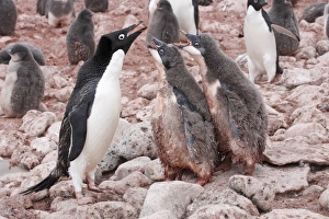 Begging Prints: Adelie Penguin (Pygoscelis adeliae) adult with two chicks