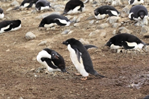 Devil Island Prints: Adelie Penguin (Pygoscelis adeliae) adult pair