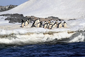Penguin Prints: Adelie Penguin (Pygoscelis adeliae) adults
