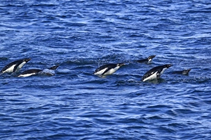 Adelie Penguin (Pygoscelis adeliae) adults, group swimming and porpoising, Brown Bluff, Antarctic Peninsula