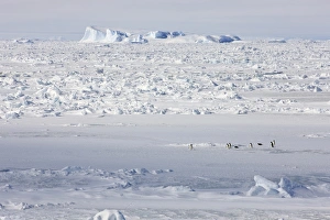 Adelie Penguin (Pygoscelis adeliae) adults, group on pack ice in habitat, Weddell Sea, Antarctica, December
