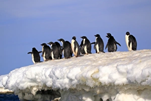 Adelie Penguin (Pygoscelis adeliae) adults, group standing on ice, Brown Bluff, Antarctic Peninsula, Antarctica