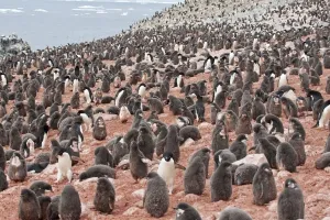 Seabird Prints: Adelie Penguin (Pygoscelis adeliae) adults and chicks