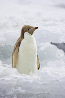 Pale Prints: Adelie Penguin (Pygoscelis adeliae) leucistic