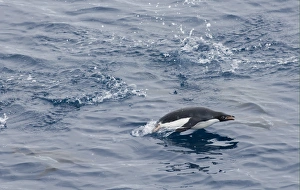 Jump Prints: Adelie Penguin (Pygpscelis adeliae) adult