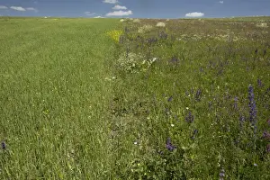 Middle East Prints: Adjacent fields showing cultivated monoculture and flowery fallow field for comparison