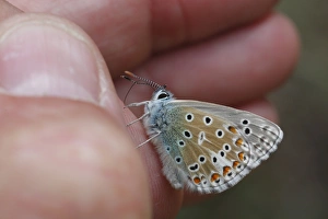Hand Prints: Adonis Blue (Lysandra bellargus) adult