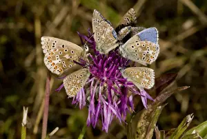 Blue Prints: Adonis Blue (Lysandra bellargus) second generation adult males and females