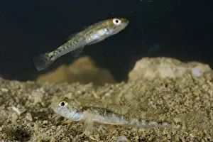 Gravel Prints: Adriatic Dwarf Goby (Knipowitschia panizzae) two adults, on gravel, Italy