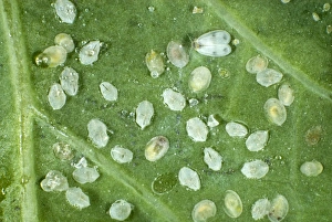 Adult cabbage whitefly, Aleyrodes proletella, with larval scales, pupae and hatched pupal cases on a cabbage leaf