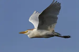 Adult Cattle Egret in flight, breeding plumage - Botswana