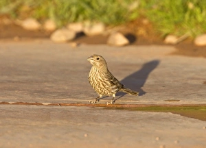 Drinking Prints: Adult female House Finch drinking
