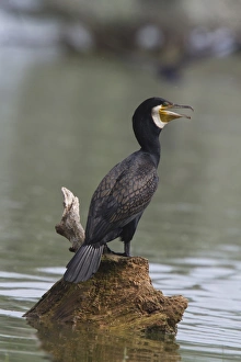 Phalacrocorax Prints: Adult Great Cormorant in breeding plumage