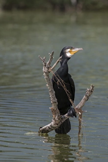 Adult Great Cormorant in breeding plumage