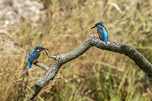 Kingfishers Prints: Two adult Kingfishers one with a Stickleback fish. Lackford Lakes, Suffolk