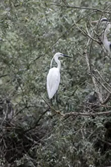 Egret Prints: Adult Little Egret - Lake Kerkini, Northern Greece