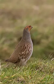 Game Prints: Adult male Grey Partridge standing on grass cover - North Norfolk