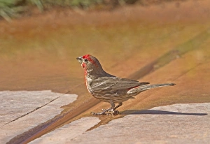 Drinking Prints: Adult Male House Finch drinking