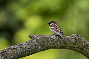 Sparrow Prints: Adult male House Sparrow