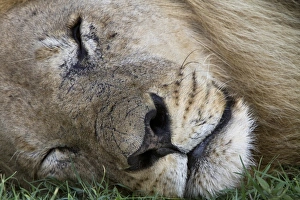 Sleep Prints: Adult male lion sleeping
