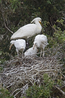 Donana Prints: Adult and young Eurasian Spoonbill in Nesting Colony, Coto Donana, Spain