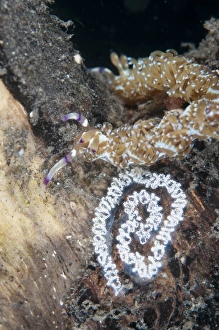 Laying Prints: Aeolid Seaslug (Pteraeolidia ianthina) adult