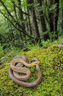 Mosses Prints: Aesculapian Snake (Zamenis longissimus) adult